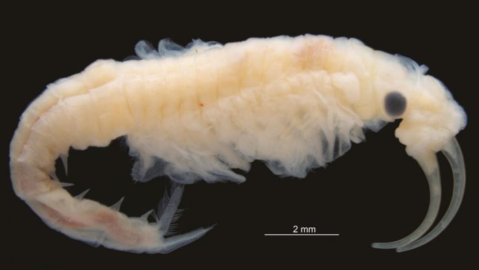 Study: New species of freshwater Crustacea found in the hottest place on earth