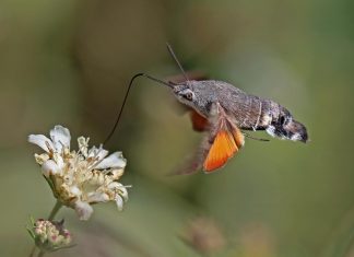 Study: New theory predicts movement of different animals using sensing to search Study: New theory predicts movement of different animals using sensing to search