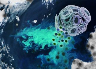 Study: Ocean algae get 'coup de grace' from viruses