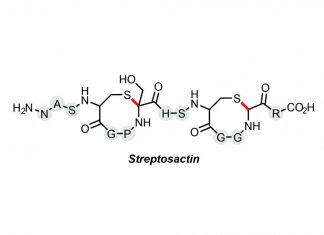 Study: Princeton lab discovers small “Cain-and-Abel” molecule Study: Princeton lab discovers small "Cain-and-Abel" molecule