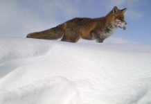 Study: Red fox displaces Arctic fox thanks to littering Study: Red fox displaces Arctic fox thanks to littering