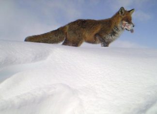 Study: Red fox displaces Arctic fox thanks to littering