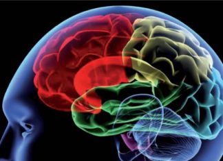 Study: TRESK regulates brain to track time using sunlight as its cue Study: TRESK regulates brain to track time using sunlight as its cue