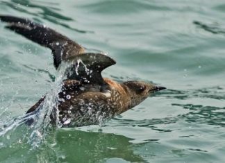 Study: Warming ocean, old-forest loss put a squeeze on an elusive seabird Study: Warming ocean, old-forest loss put a squeeze on an elusive seabird