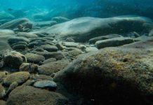 Study: ‘Wrong-way’ migrations stop shellfish from escaping ocean warming Study: 'Wrong-way' migrations stop shellfish from escaping ocean warming
