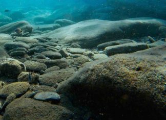 Study: ‘Wrong-way’ migrations stop shellfish from escaping ocean warming Study: 'Wrong-way' migrations stop shellfish from escaping ocean warming