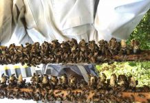 UBC Researchers find clues to queen bee failure UBC Researchers find clues to queen bee failure