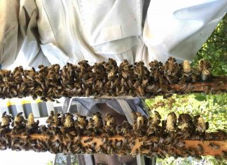 UBC Researchers find clues to queen bee failure UBC Researchers find clues to queen bee failure