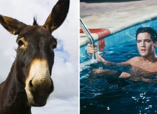 Elvis Presley: ‘The King kept donkeys in his Graceland swimming pool’ reveals cousin | Music | Entertainment – challenge