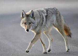 Study: Carnivores living near people feast on human food, threatening ecosystems Study: Carnivores living near people feast on human food, threatening ecosystems