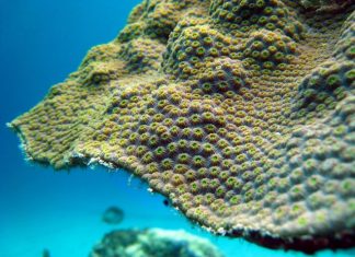 Study: Coral's resilience to warming may depend on iron