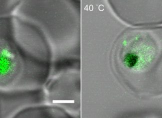 Study: How malaria parasites withstand a fever’s heat Study: How malaria parasites withstand a fever's heat