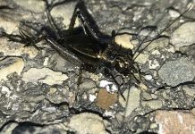 Study: More crickets and katydids ‘singing in the suburbs’ Study: More crickets and katydids 'singing in the suburbs'
