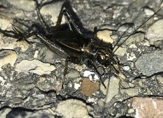 Study: More crickets and katydids ‘singing in the suburbs’ Study: More crickets and katydids 'singing in the suburbs'