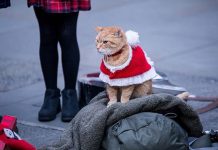 A Street Cat Named Bob: Britain’s favourite feline is back with a heart-warming sequel | Films | Entertainment – challenge