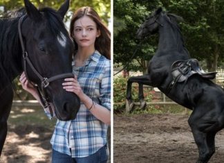 Black Beauty reboot streaming: Will the new Black Beauty movie be on Netflix? | Films | Entertainment – challenge