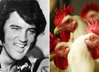 Elvis Presley put ‘farm animals in his limousine’ says cousin ‘He had CRAP all over him!’ | Music | Entertainment – challenge