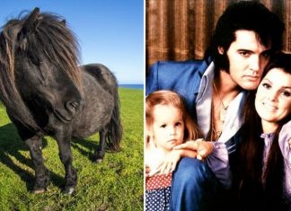 Elvis Presley ‘led Lisa Marie on her pony through Graceland’s Jungle Room and kitchen’ | Music | Entertainment – challenge