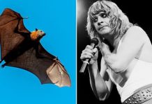 Ozzy Osbourne on how he ended up biting off a bat’s head – ‘It was a mistake!’ | Music | Entertainment – challenge