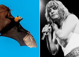 Ozzy Osbourne on how he ended up biting off a bat’s head – ‘It was a mistake!’ | Music | Entertainment – challenge
