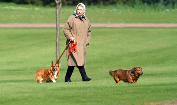 Pembrokeshire Welsh corgis
