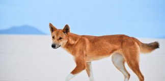 Study: DNA tests show most 'wild dogs' in Australia are pure dingoes