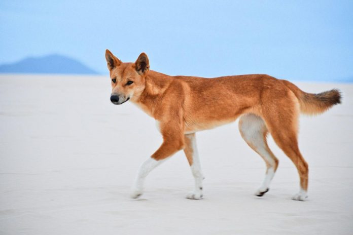 Study: DNA tests show most 'wild dogs' in Australia are pure dingoes