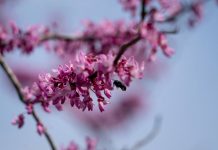 Plant A Pollinator Garden To Supply Food Sources After Freeze, says new research Plant A Pollinator Garden To Supply Food Sources After Freeze, says new research