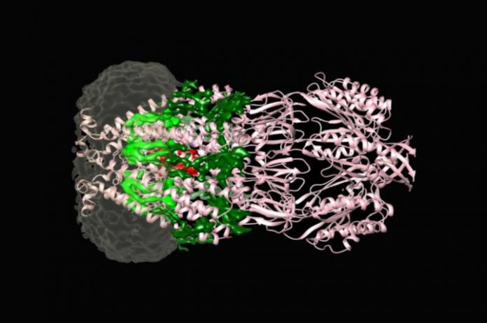Research: Inside the protein channel that keeps bacteria alive