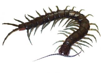 Study: New amphibious centipede species discovered in Okinawa and Taiwan