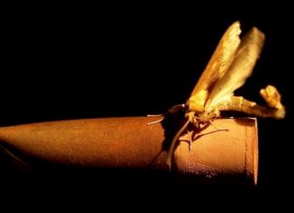 Research: How moths find their flame - genetics of mate attraction discovered