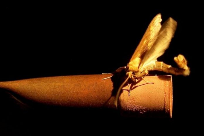 Research: How moths find their flame - genetics of mate attraction discovered