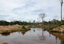 Scientists investigate mining-related deforestation in the Amazon Scientists investigate mining-related deforestation in the Amazon