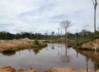 Scientists investigate mining-related deforestation in the Amazon