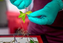 Study: Nanoscale sensors measure elusive water levels in leaves Study: Nanoscale sensors measure elusive water levels in leaves