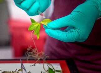 Study: Nanoscale sensors measure elusive water levels in leaves