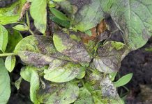 Scientists identify new enzyme that infects plants – paving the way for potential disease prevention Scientists identify new enzyme that infects plants - paving the way for potential disease prevention