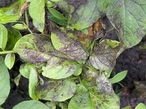 Scientists identify new enzyme that infects plants - paving the way for potential disease prevention Scientists identify new enzyme that infects plants - paving the way for potential disease prevention